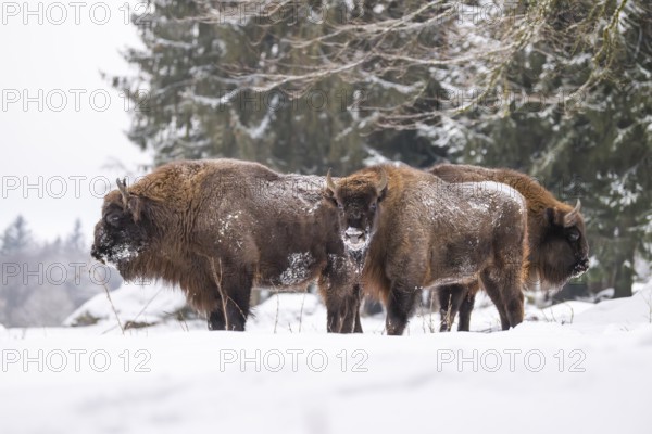 European bison (Bison bonasus) or Wisent standing on a meadow next to the forest in winter, snow,