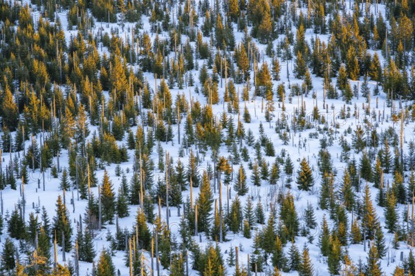 Norway spruce (Picea abies) trees and dead tree trunks from an aerial perspective at sunrise in