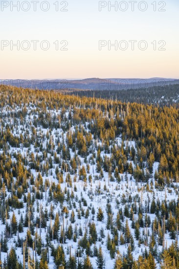 Norway spruce (Picea abies) trees and dead tree trunks from an aerial perspective at sunrise in