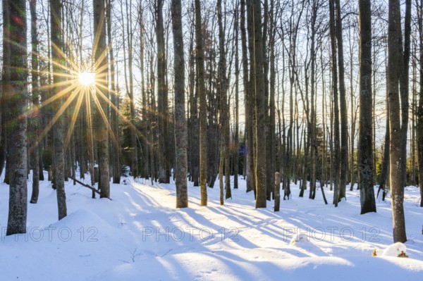 European beech or common beech (Fagus sylvatica) with the moring sun coming through the trees in