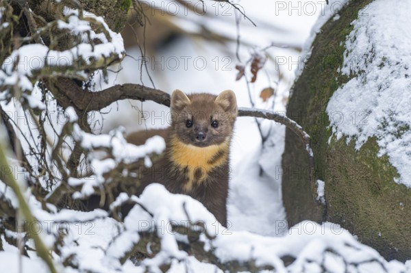 European pine marten (Martes martes) standing in the snow in winter, National Park Bavarian Forest,