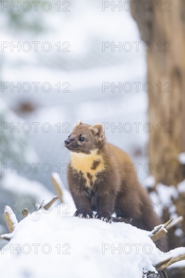 European pine marten (Martes martes) standing in the snow in winter, National Park Bavarian Forest,
