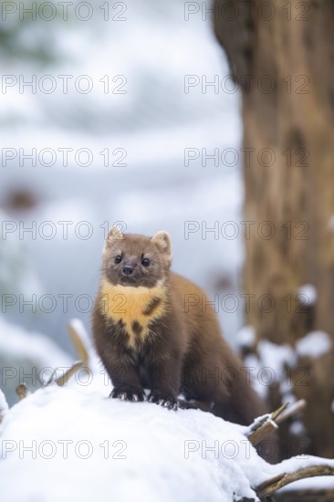European pine marten (Martes martes) standing in the snow in winter, National Park Bavarian Forest,
