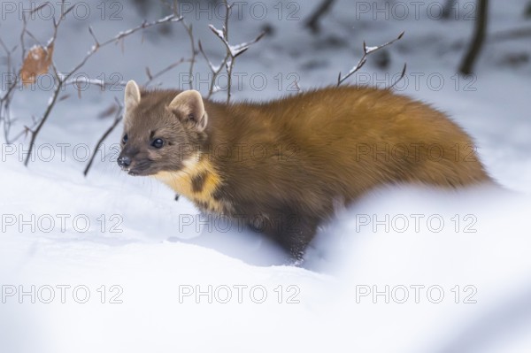 European pine marten (Martes martes) standing in the snow in winter, National Park Bavarian Forest,