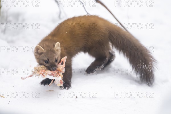 European pine marten (Martes martes) with a chick in his mouth standing in the snow in winter,