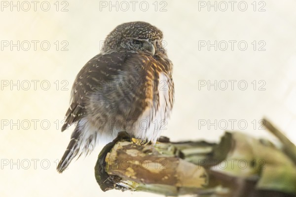 Eurasian pygmy owl (Glaucidium passerinum) sitting on a branch in winter, National Park Bavarian