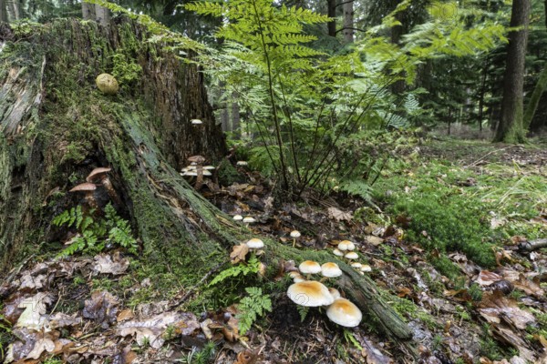 Green leaf sulfur head (Hypholoma fasciculare) and fern on a tree stump, Emsland, Lower Saxony,
