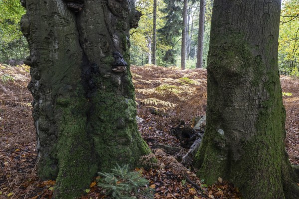 Old red beech (Fagus sylvatica) and eagle fern (Pteridium aquilinum), Emsland, Lower Saxony,