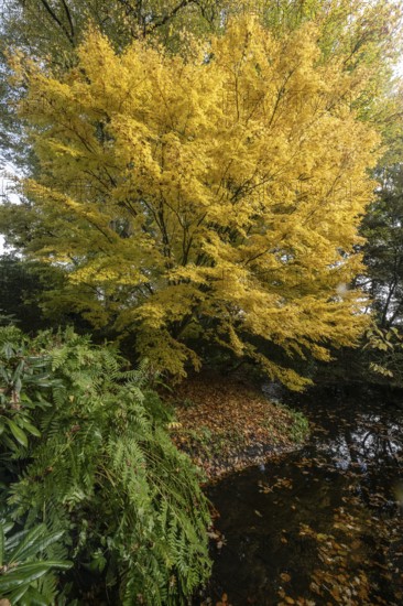 Japanese Japanese maple (Acer palmatum Sangu-Kaku) in autumn leaves, Emsland, Lower Saxony, Germany