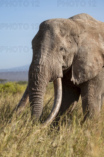 African elephant (Loxodonta africana) the famous Super Tusker elephant Craig, old male with long