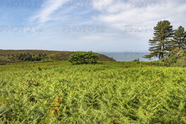 A vast, hilly area is densely covered in the foreground with bright green ferns and broom, while in