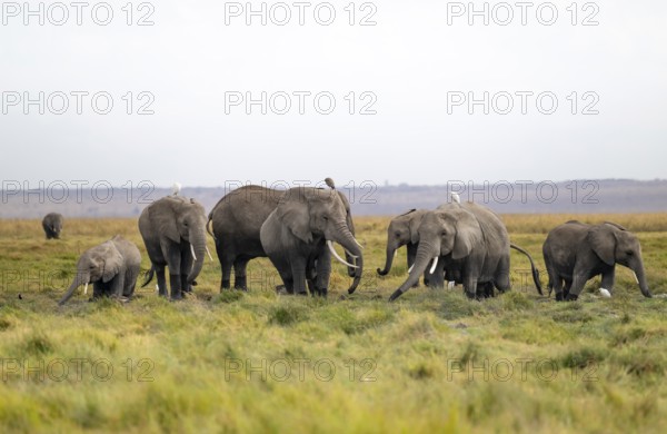 African elephant (Loxodonta africana), herd of herons (Bubulcus ibis), Longinye Swamp, Amboseli