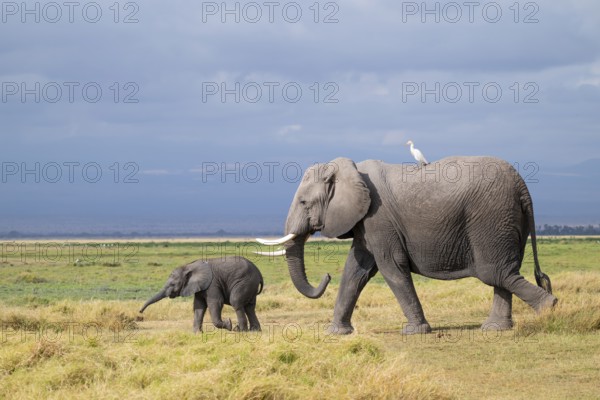 African elephant (Loxodonta africana), mother with cow egret (Bubulcus ibis) and small young, baby