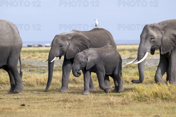 African elephant (Loxodonta africana), mother and young with heron (Bubulcus ibis), Amboseli