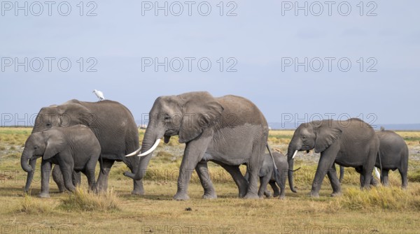 African elephant (Loxodonta africana), herd of young animals and heron (Bubulcus ibis), Amboseli