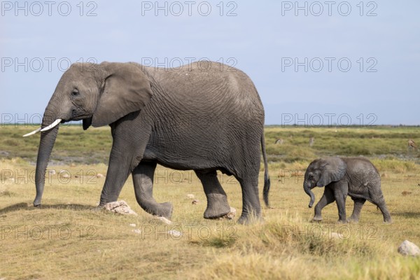 African elephant (Loxodonta africana), mother and young, baby elephant, Amboseli National Park,