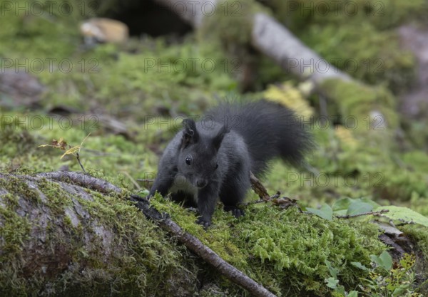 Squirrel (Sciurus), foraging, forest, Pongau