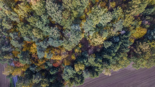 In autumn, the forest unfolds its beauty with colorful leaves in various colors. An agricultural