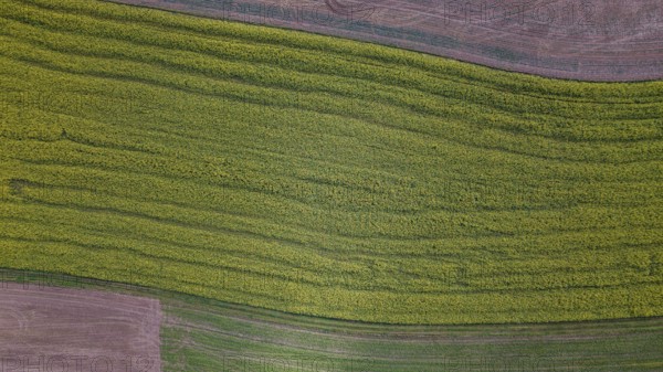 A large field full of yellow flowers stretches out under the clear sky. The ground is brown and