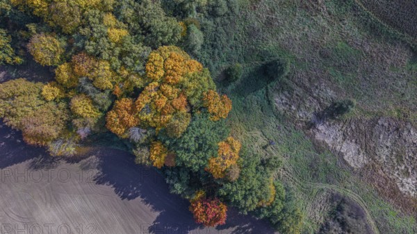 The trees on the edge of the forest show bright colors in autumn. The golden and red leaves