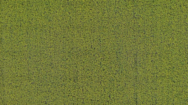 A bird's eye view of a rapeseed field. The large area stretches out under a clear sky. Liebenstein,