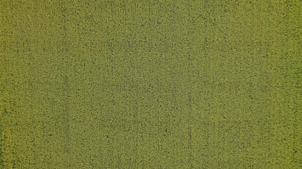 A bird's eye view of a rapeseed field. Nature radiates peace and shows a harmonious arrangement of