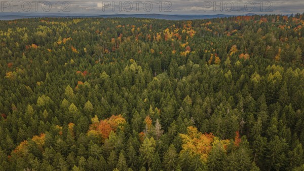 In the autumn forest, the trees are dressed in different colors. The leaves show a spectrum of