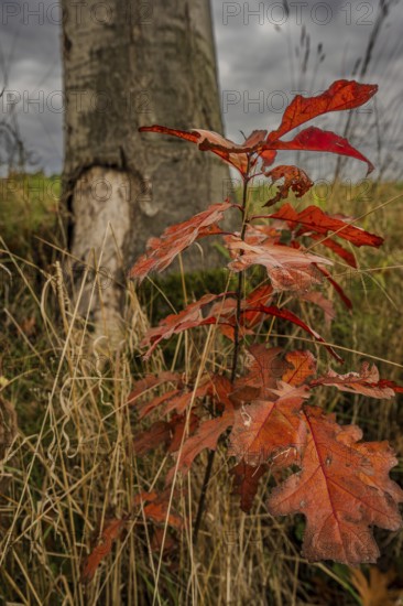 A young tree with bright red leaves grows in autumn. In the background is a large tree trunk