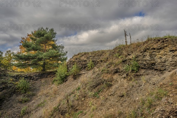 The rocky landscape of the extinct volcano shows a slope with green plants and a tree. The sky is