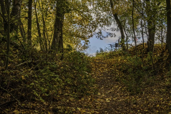 A forest trail in autumn leads through colorful carpet of leaves. The trees are golden yellow, and