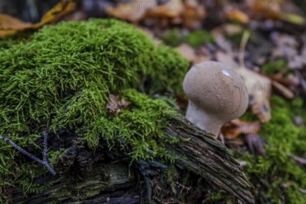 A small mushroom stands on a piece of wood covered with green moss. Surrounded by fallen leaves,