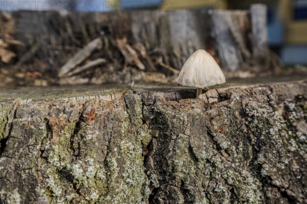 A small, bright mushroom stands on a dry tree stump. It is autumn and the sun is shining. The