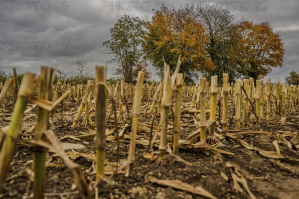 The picture shows a harvested corn field in a rural area. The stems are just above ground level,