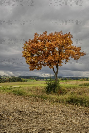 A single tree with bright orange foliage stands in an open landscape. Dark clouds sweep across the