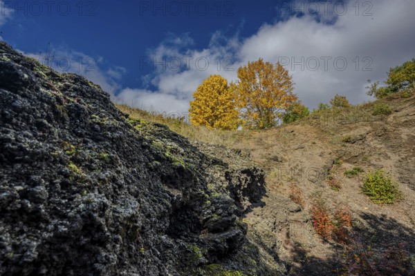 In a volcanic region in the Czech Republic, there are bright yellow trees on a slope. The rough