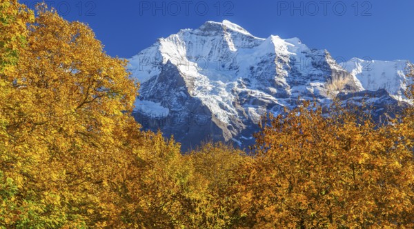 Autumn landscape in the hamlet of Sulwald with a view of the Jungfrau 4158m, Isenfluh,