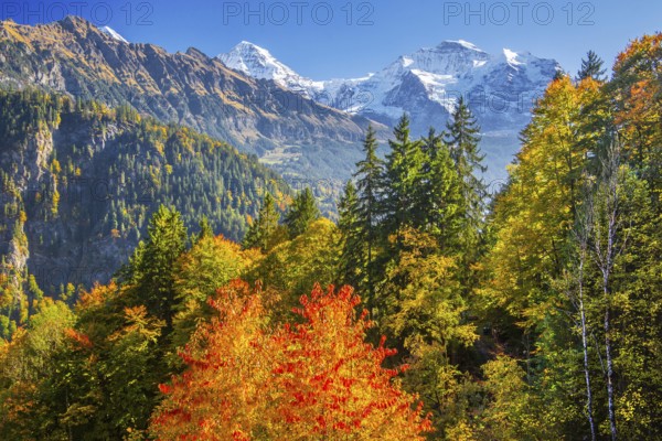 Autumn Landscape with Monk 4110m and Jungfrau 4158m, Isenfluh, Lauterbrunnental, Bernese Oberland,