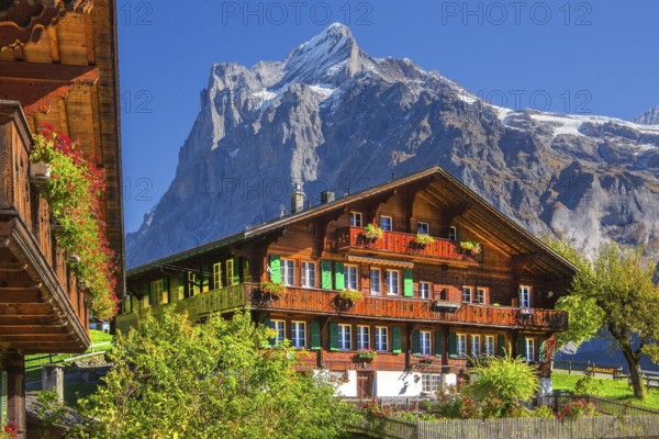 Typical Oberland farmhouses with Wetterhorn 3690m in autumn, Grindelwald, Lütschinental, Bernese