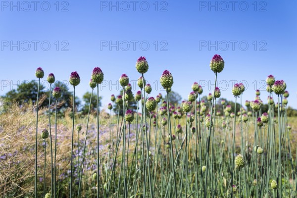 Beautiful purple green blooming round-headed garlic flower, allium sphaerocephalon on blurred