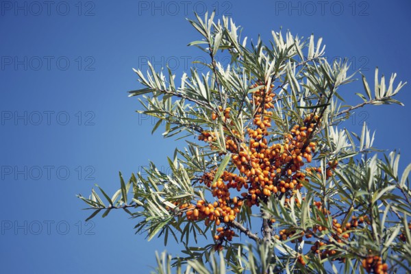 Hippophae rhamnoides female plants with fruit berries detail, common sea buckthorn shrub Prague