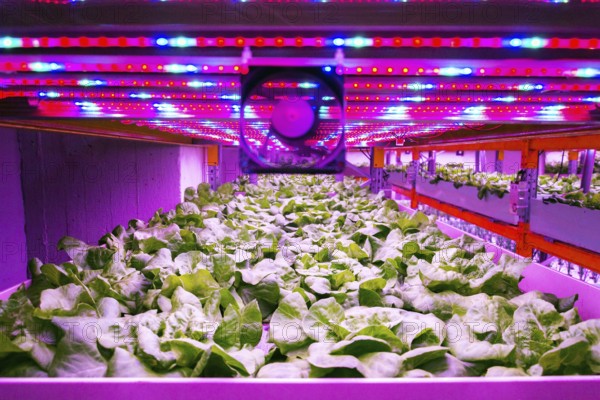 Ventilator and special LED lights belts above lettuce in aquaponics system combining fish