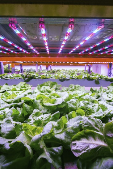 Aquaponics system combines fish aquaculture with hydroponics, cultivating lettuce plants in water
