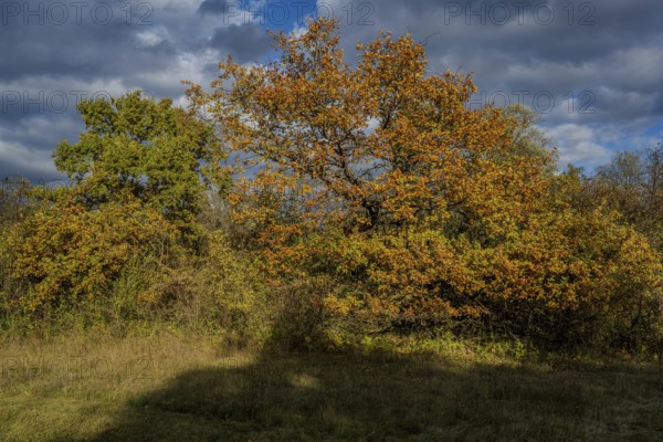 Colourful leaves cover the treetops in a quiet park. The sun shines through the clouds and bathes
