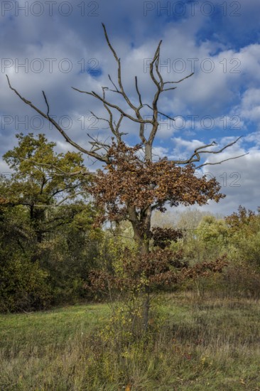 A dry tree stands in a park with brown and green leaves. The sky is cloudy and it is autumn. The