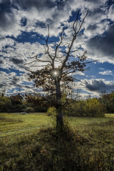 A large, bare tree stands in an open meadow. The sun shines through the branches and illuminates
