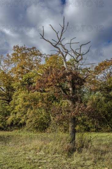 In this autumn scene, there is a bare tree surrounded by colorful deciduous trees and a cloudy