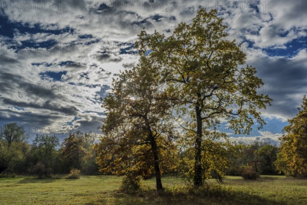 There are two large trees in an open meadow. The leaves show fall colors. The sky is cloudy but