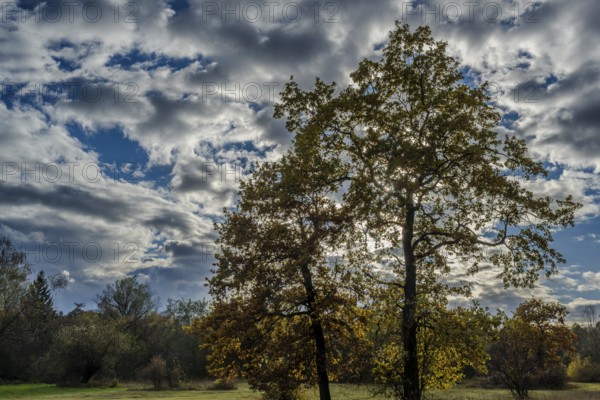 Two large trees stand in a quiet landscape, surrounded by colorful autumn leaves. The sky is blue