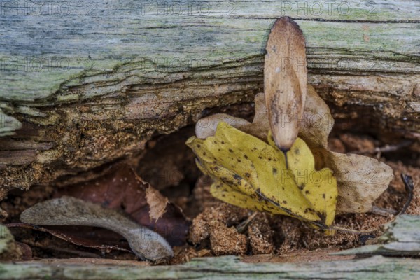 In the forest, yellow leaves grow from a crack in the bark of an old tree. The soil and other