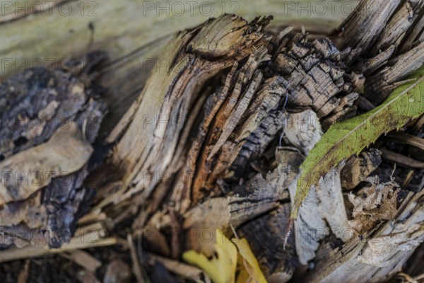 In a forest, weathered pieces of wood and colorful leaves lie on the ground. The mix of brown and